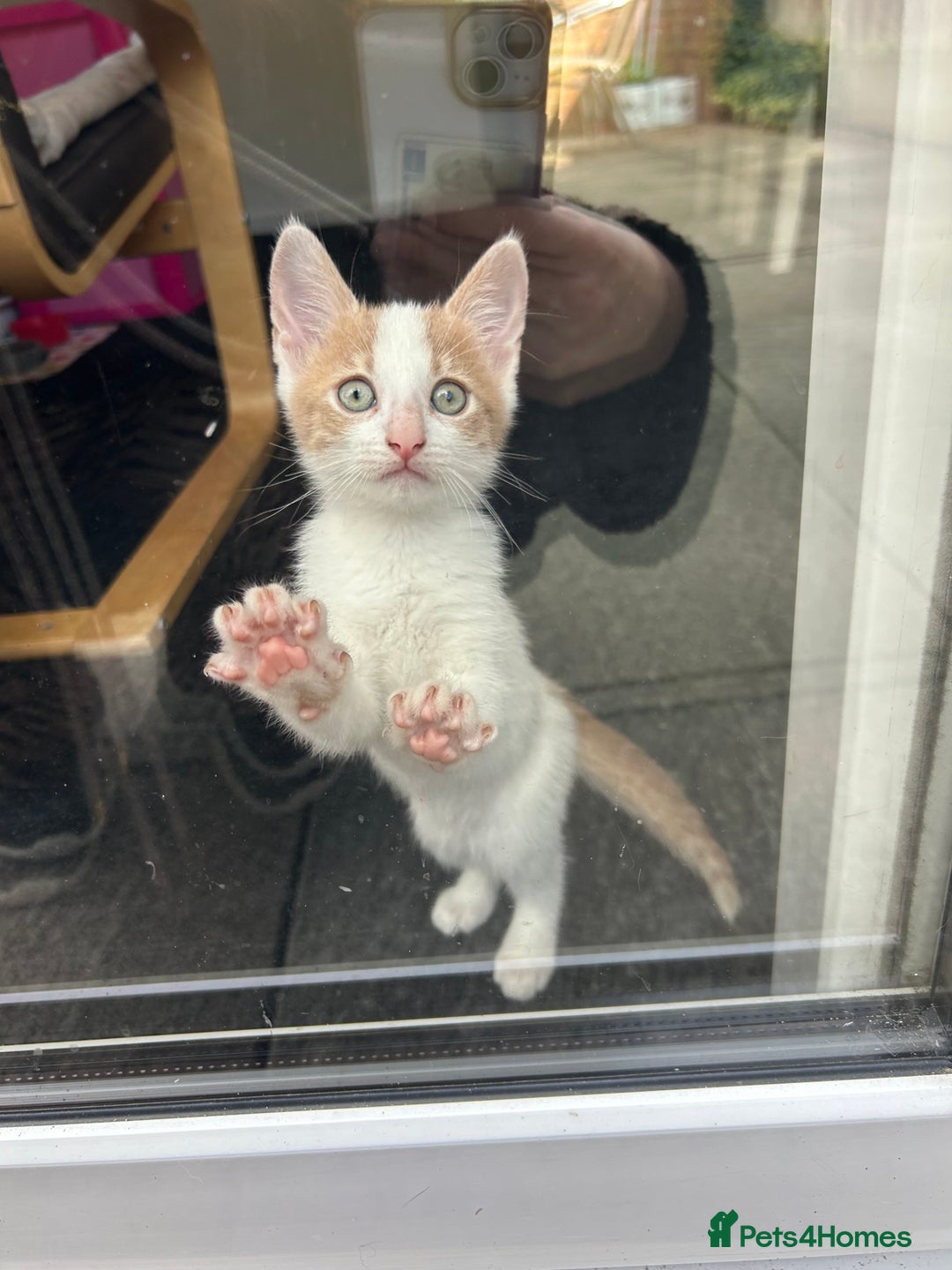 Mixed Breed cats for sale: White and ginger kitten for adoption - Image 5