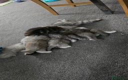 Persian cats for sale: Persian Kittens for Sale – Fluffy Bundles of Joy - Image 1