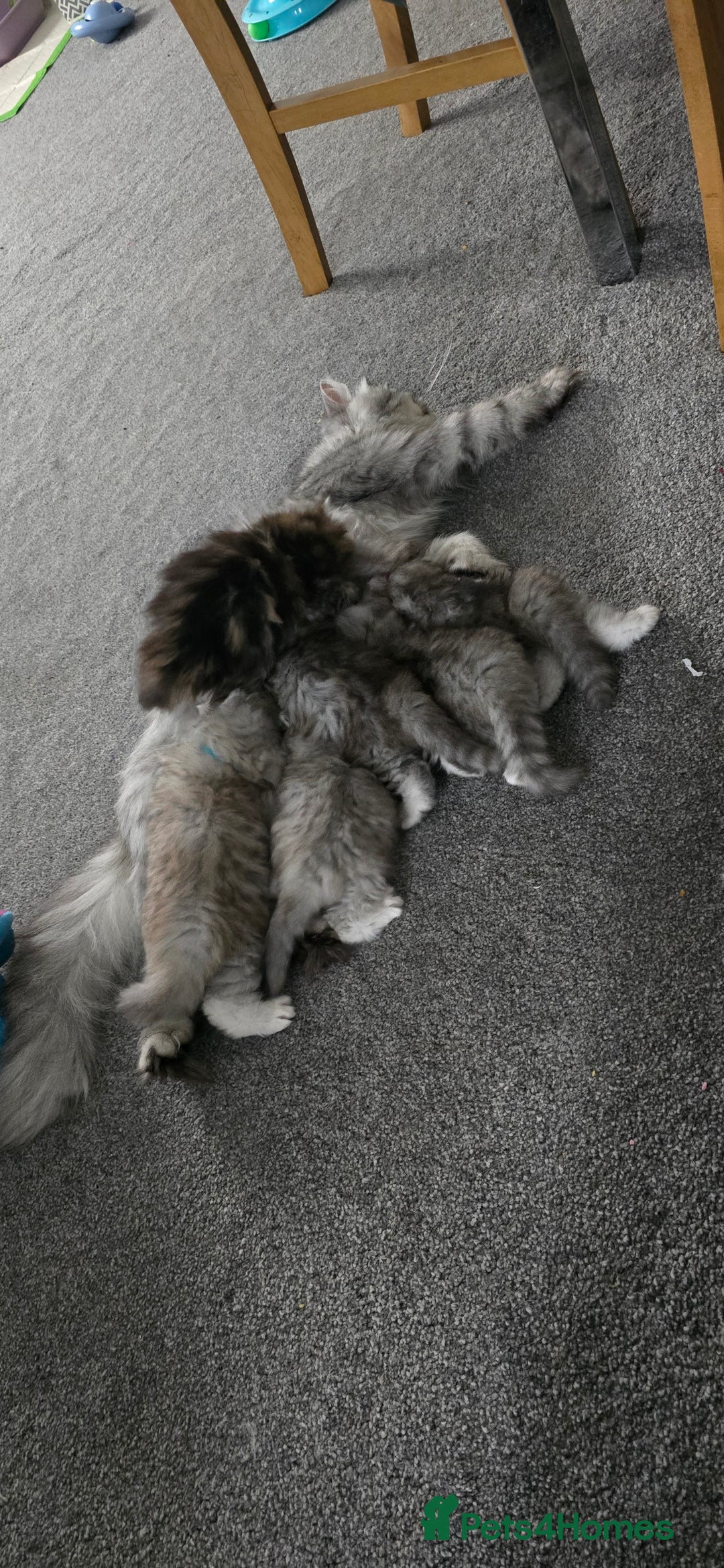Persian cats for sale: Persian Kittens for Sale – Fluffy Bundles of Joy - Image 1
