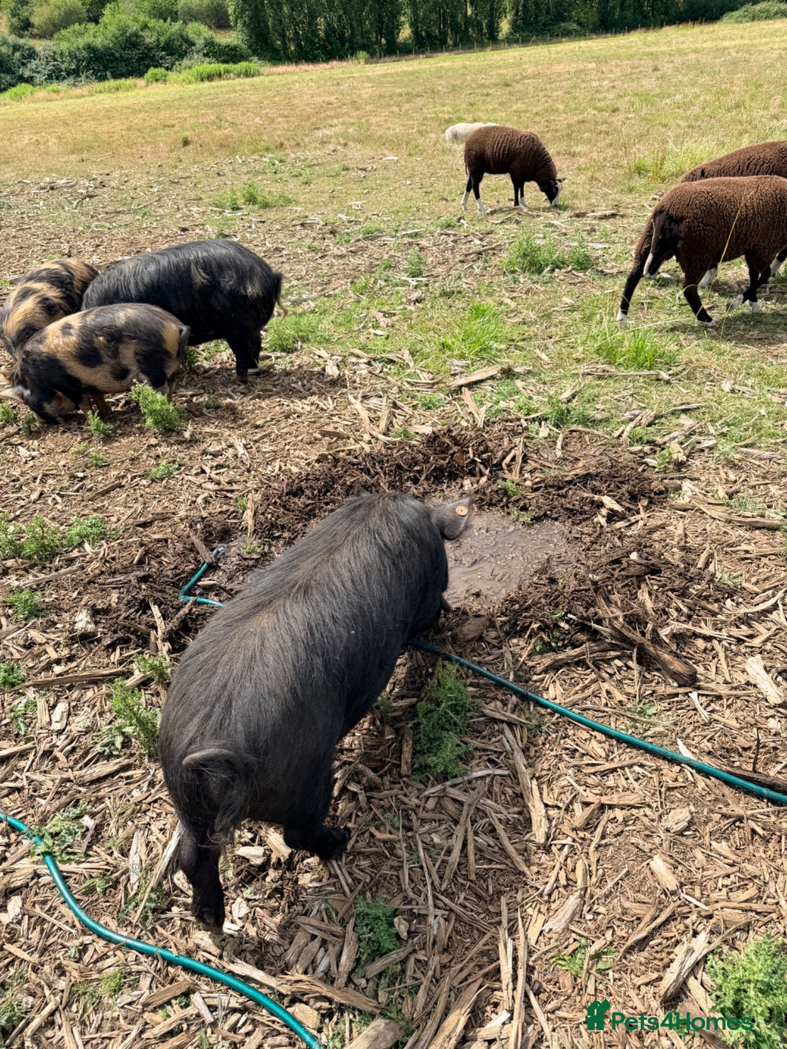 Pig livestock Registered KuneKune pigs - Advert 2