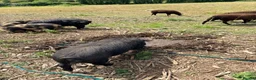 Pig livestock for sale: Registered KuneKune pigs - Advert 2