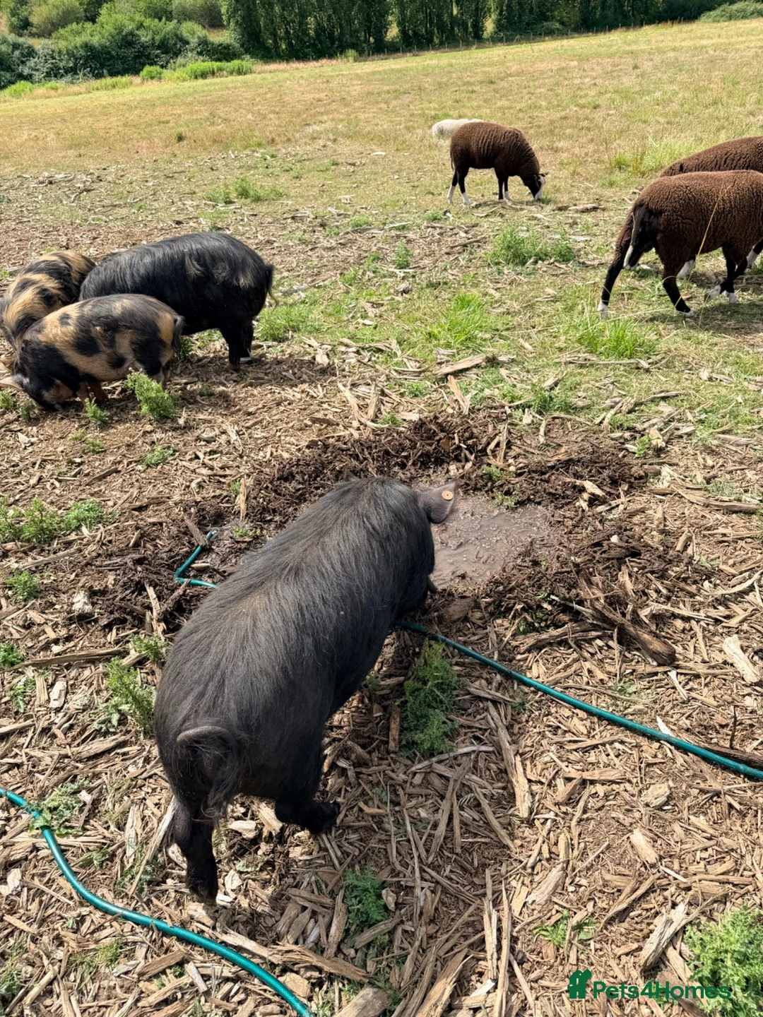 Pig livestock for sale: Registered KuneKune pigs - Advert 2