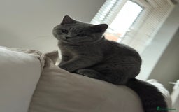 British Shorthair cats for sale: Champion Bloodline British Shorthair & Longhair - Image 7