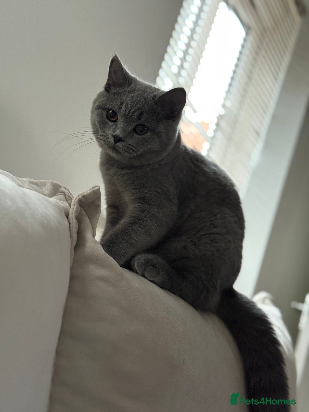 British Shorthair cats for sale: Champion Bloodline British Shorthair & Longhair - Image 7