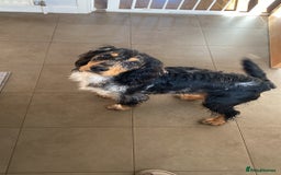 Sprocker dogs for stud: Milo  - Image 2