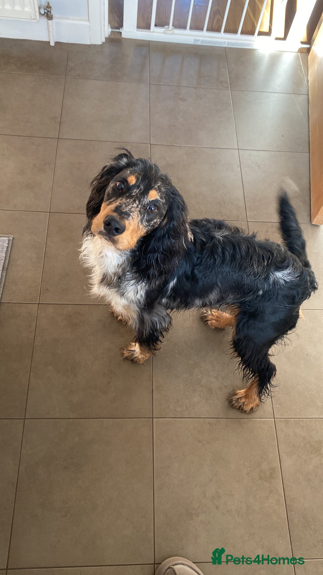 Sprocker dogs for stud: Milo  - Image 2