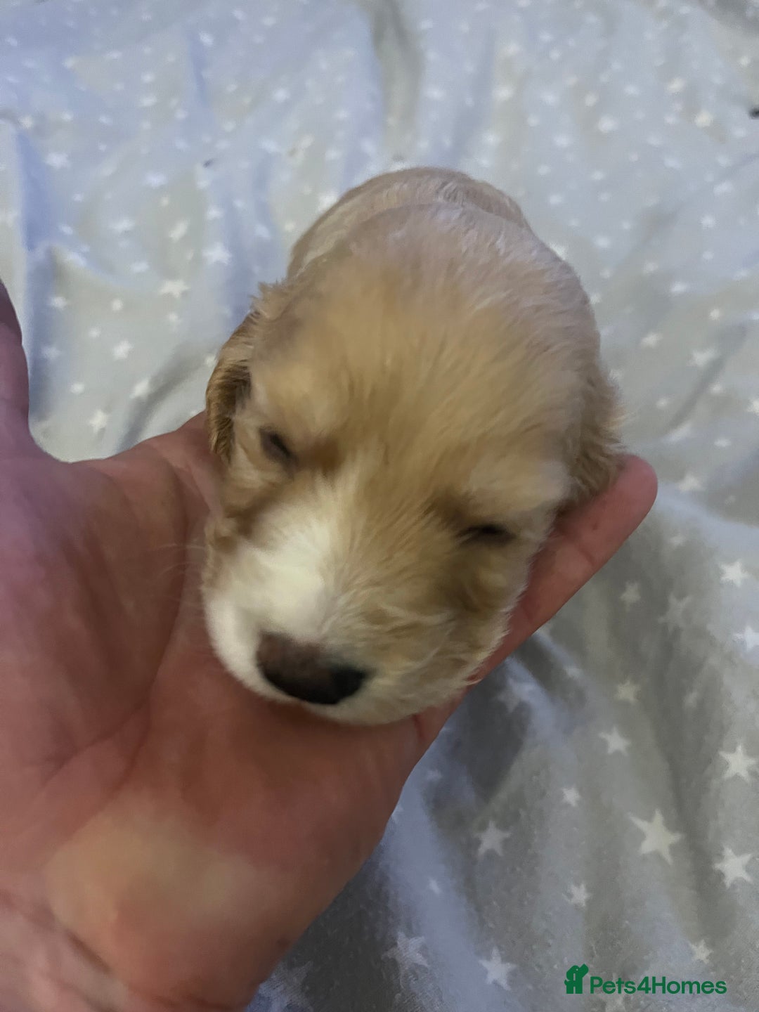 Mixed Breed cats for sale: SPROCKER SPANIEL PUPPIES  - Advert 8