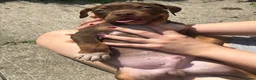 American Bully dogs for sale: American pocket bully  - Advert 17