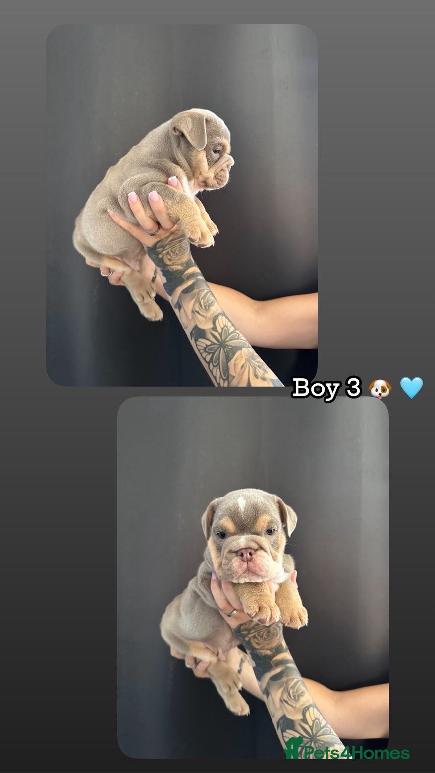 English Bulldog dogs KC registered English bulldog puppies  - Advert 1