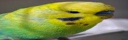 Budgerigars birds for sale: Budgies for sale  - Advert 12