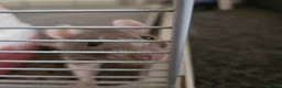 Rat rodents for sale: Female rats - Advert 4
