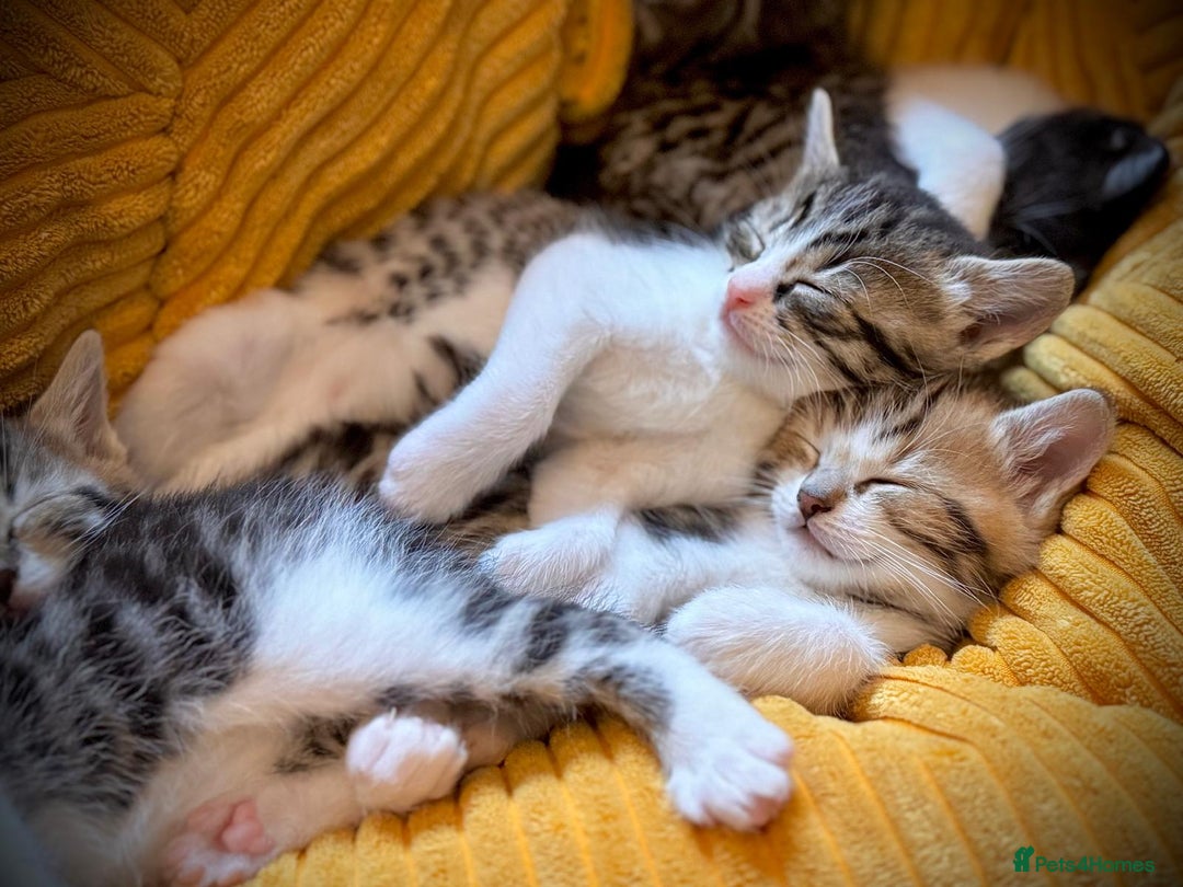 Ragdoll cats for sale: 🌟 Ragdoll x Bengal – Exquisite Baby Kittens 🌟 - Image 24