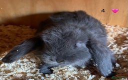 French Lop rabbits for sale: French lop - Image 2