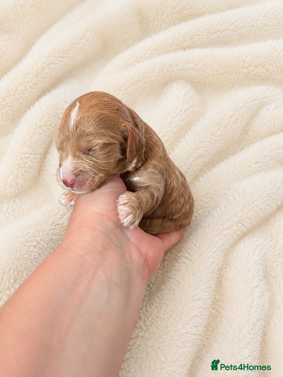 Cockapoo dogs Merles Blondes Apricots F2 Cockapoo Puppies  - Advert 2