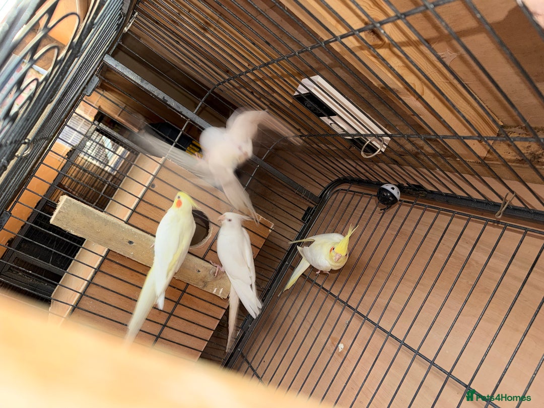 Cockatiels birds for sale: Pair cockatiel - Advert 7