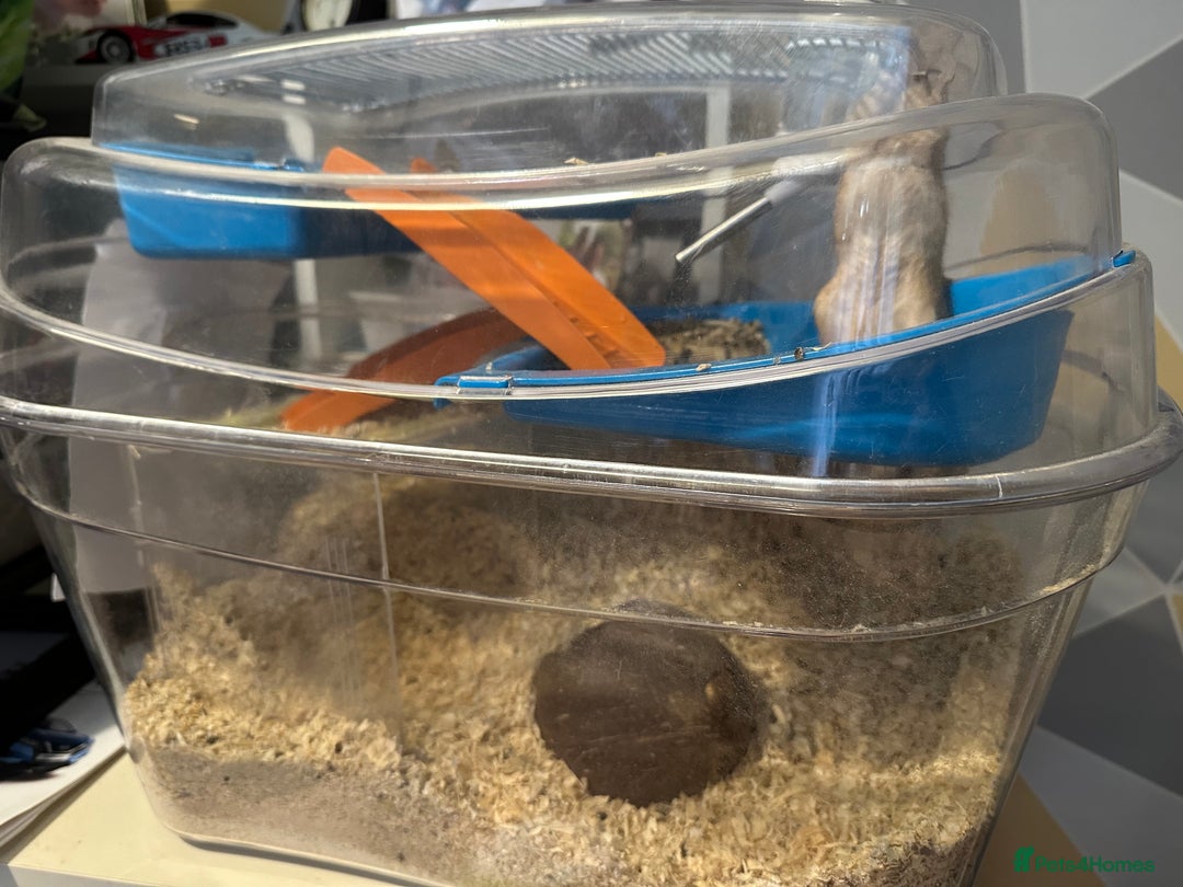 Gerbil rodents for sale: 2x FREE gerbils with cages - Image 2