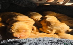Cocker Spaniel dogs for sale: Ginger/Lemon Cocker Spaniel Puppies - Image 4