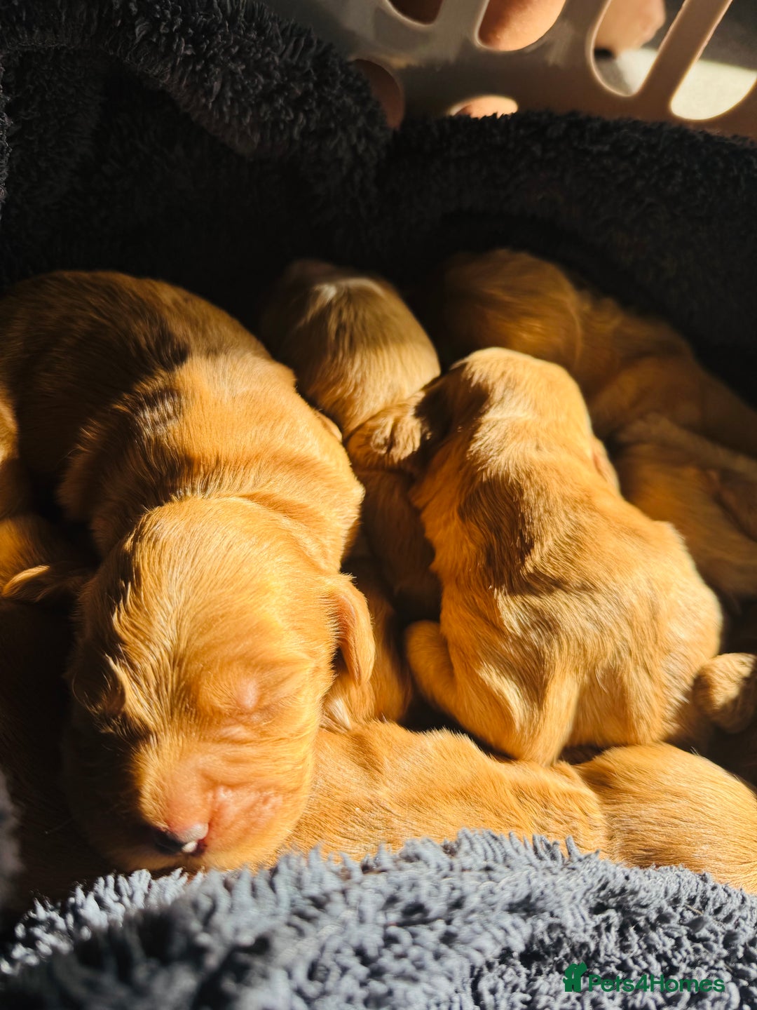 Cocker Spaniel dogs for sale: Ginger/Lemon Cocker Spaniel Puppies - Image 4