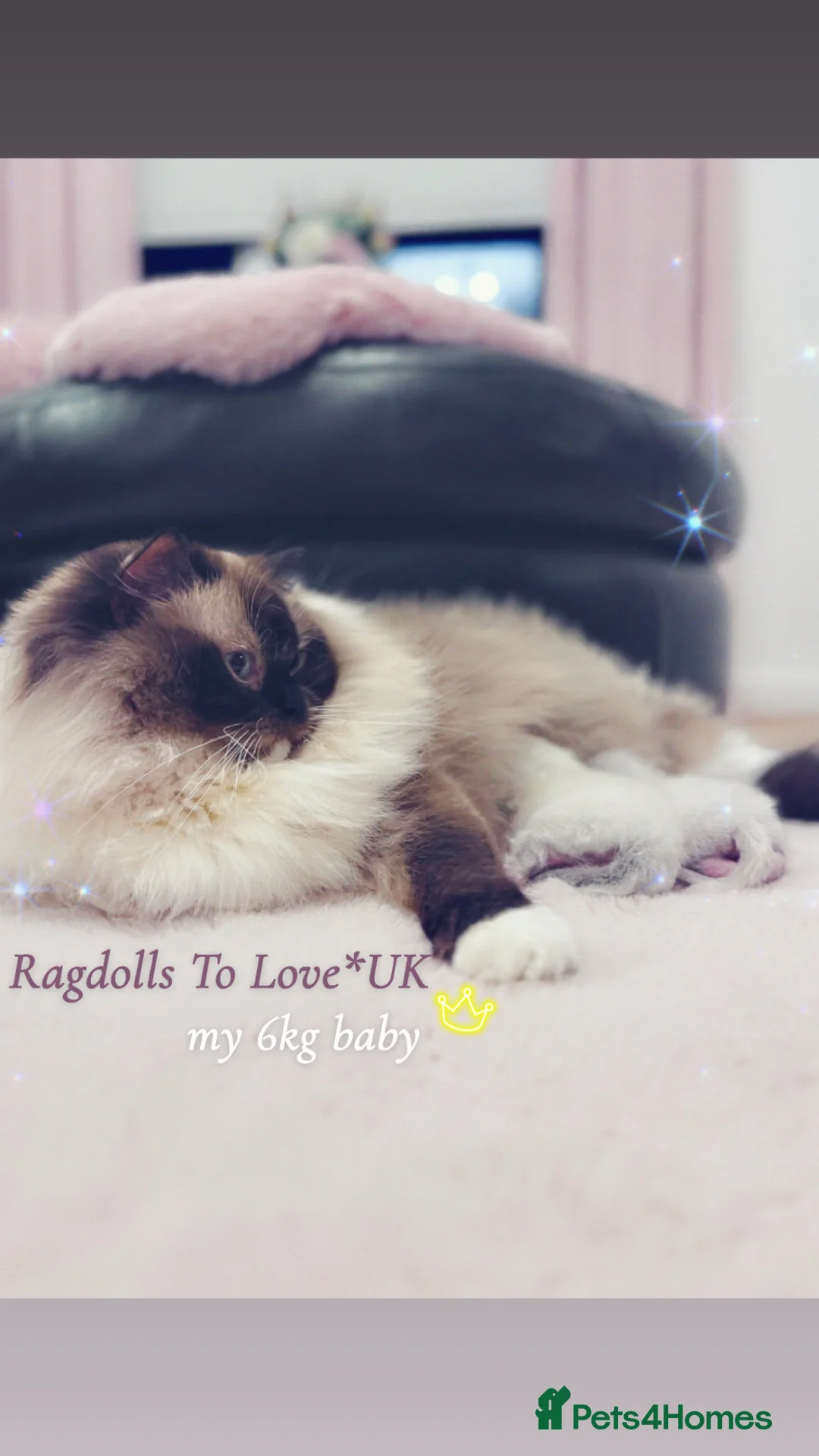 Ragdoll cats for sale: Champion bloodline Ragdoll kittens  in Mansfield - Advert 1