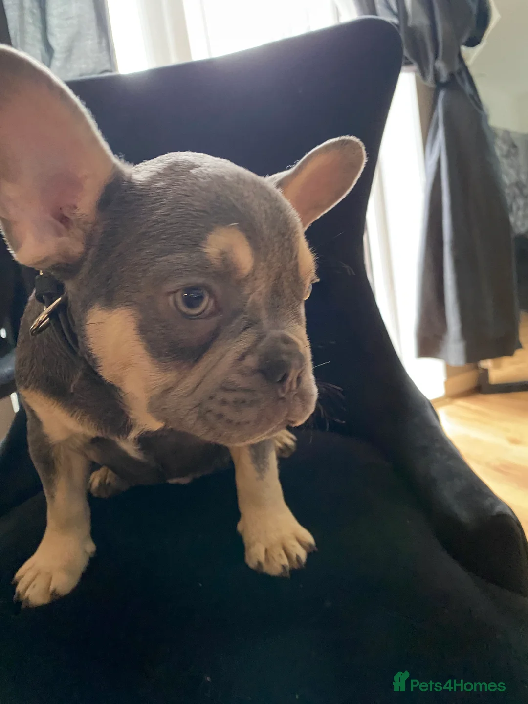 French Bulldog dogs for sale: French bulldog 4months old  - Advert 3