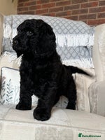 Cockapoo dogs - Advert 4