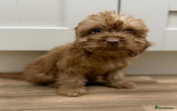 Cockapoo dogs for sale: Rehomed biscuits looking for 5*home - Image 17