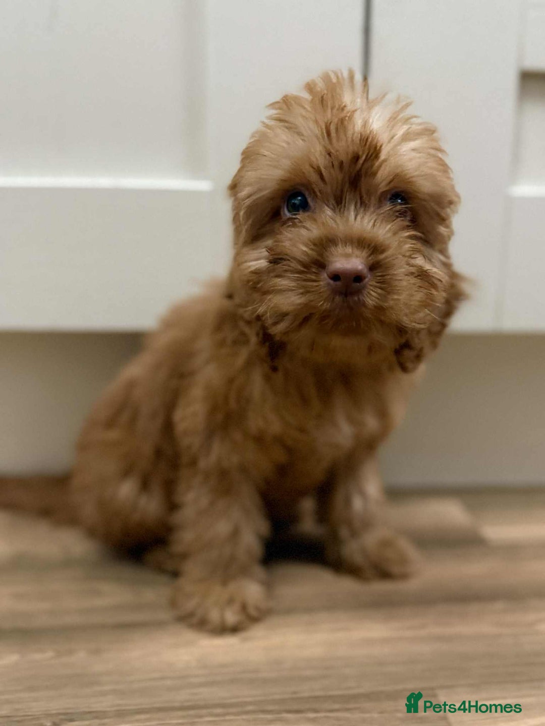 Cockapoo dogs for sale: Rehomed biscuits looking for 5*home - Image 17