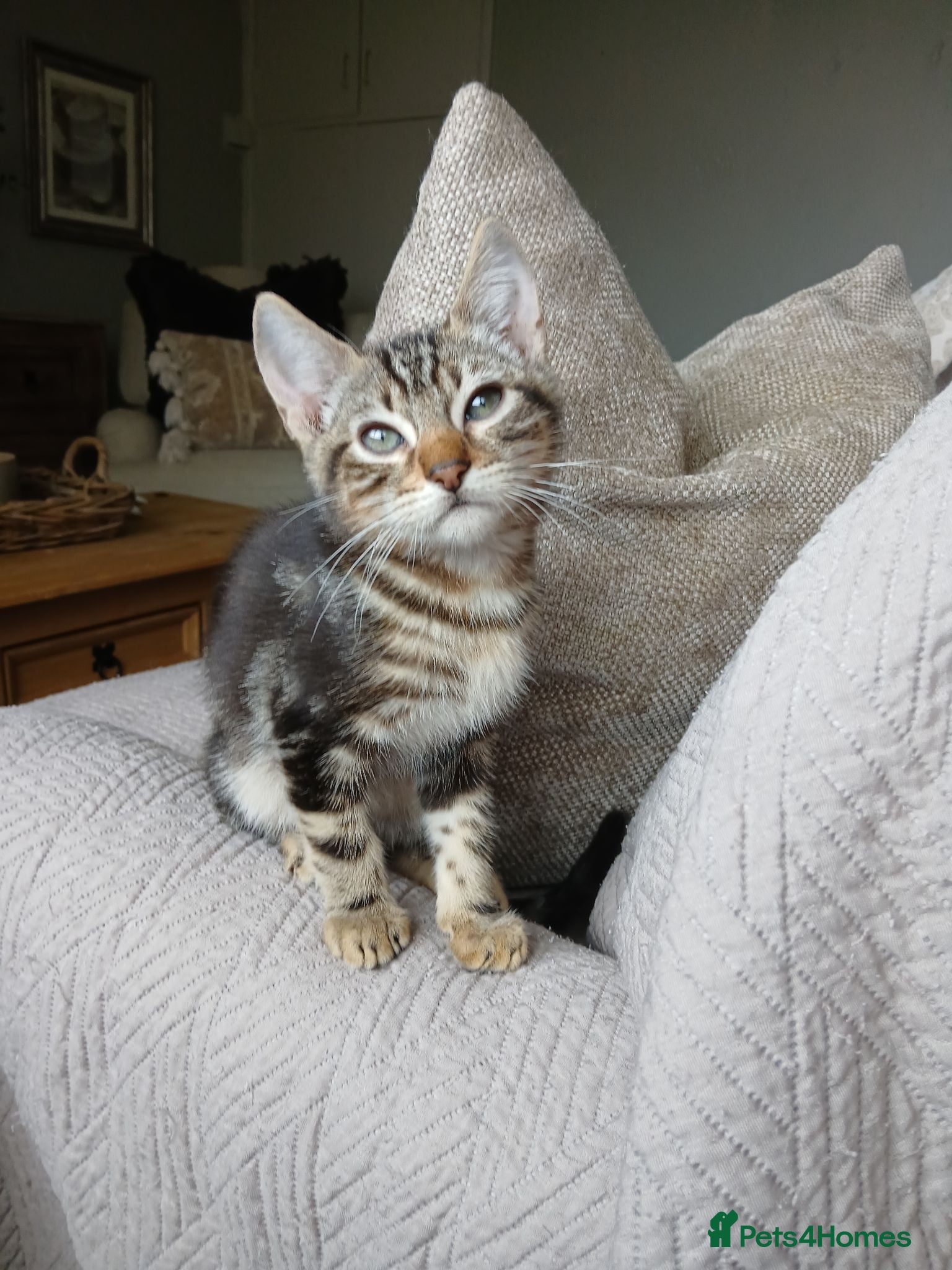 Bengal cats 3/4 Bengal Kittens | 2 LEFT! - Advert 13