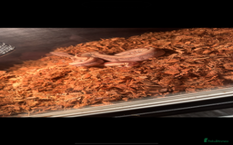 Boa Snake reptiles for sale: Male hypo boa constrictor  - Image 2