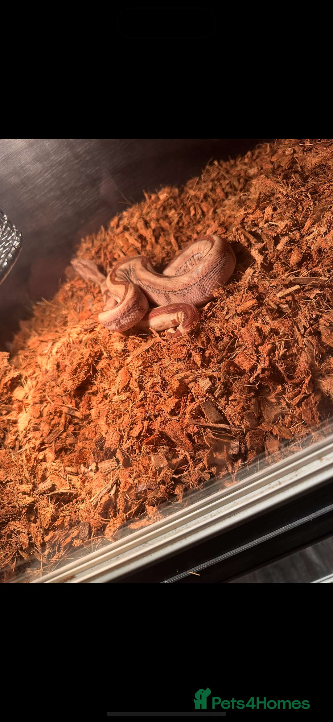 Boa Snake reptiles for sale: Male hypo boa constrictor  - Image 2