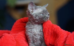 Devon Rex cats for sale: 💙 Devon Rex Female Kitten Available 💙 - Image 9