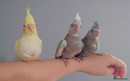 Cockatiels birds for sale: Hand reared silly tame DNA sexed baby cockatiels  - Image 38