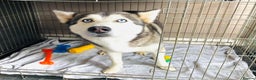Siberian Husky dogs for sale: Four year old girl Berrien husky - Advert 3