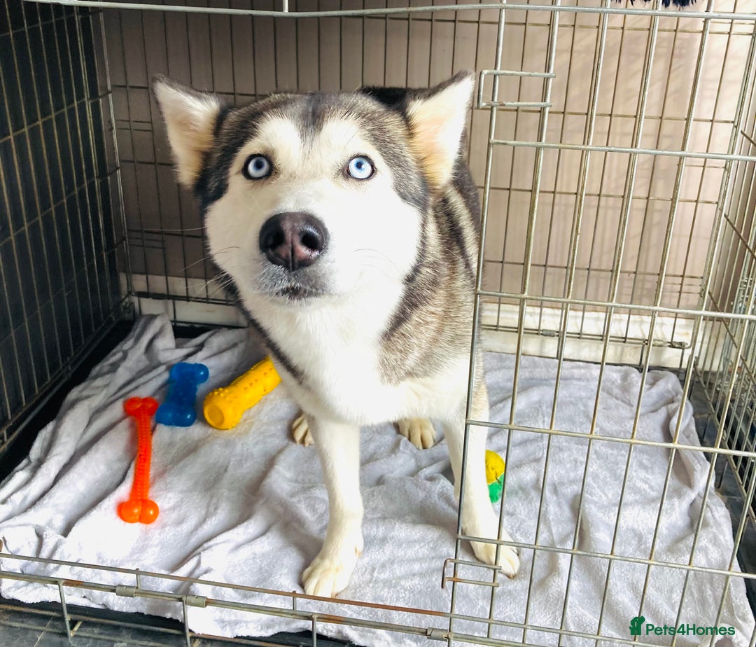 Siberian Husky dogs for sale: Four year old girl Berrien husky - Advert 3