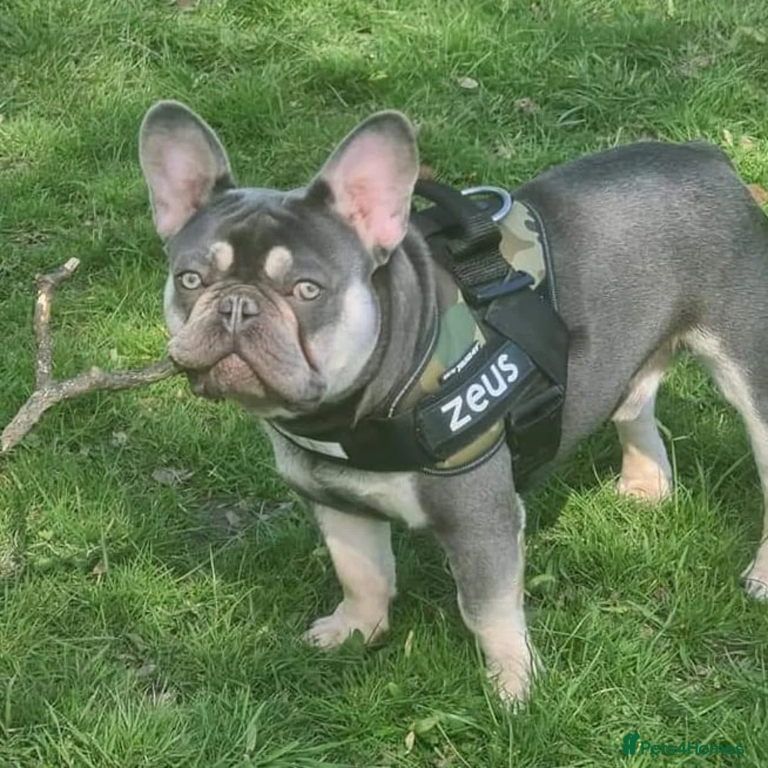 French Bulldog dogs for stud: Lilac tan merle in Sheffield - Advert 28