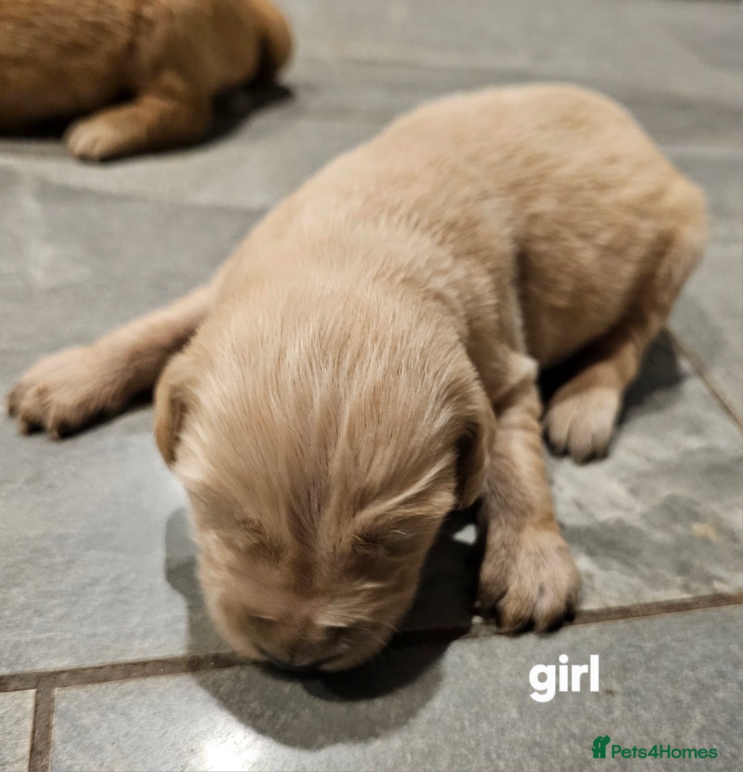 Golden Retriever dogs for sale: KC registered pedigree Golden Retriever pups - Image 11