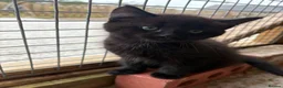 Mixed Breed cats for sale: 3 X Black Outdoor Kittens in Biggar - Advert 6