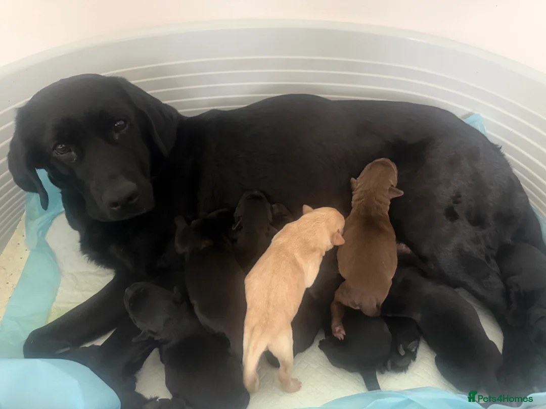 Labrador Retriever dogs for sale: Labrador pups Ready to be RESERVE ✅ in Northampton - Advert 1