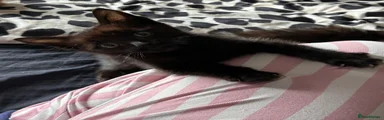 Mixed Breed 2
