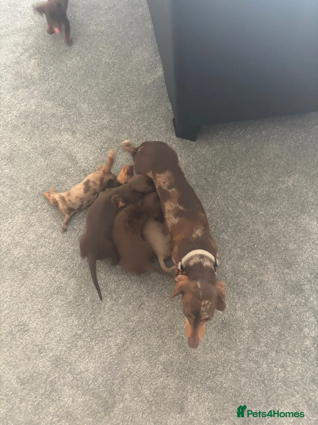 Miniature Dachshund dogs for sale: Miniature Dutch hound in Reading - Advert 17