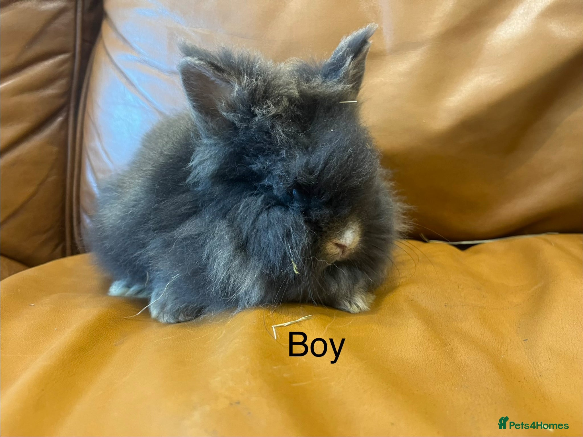 Lionhead rabbits mini double maned lionheads and mini lops  - Advert 2
