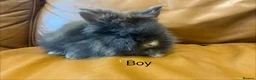 Lionhead rabbits for sale: mini double maned lionheads and mini lops  - Advert 4