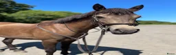 Connemara horses for sale: Dancer  - Advert 2