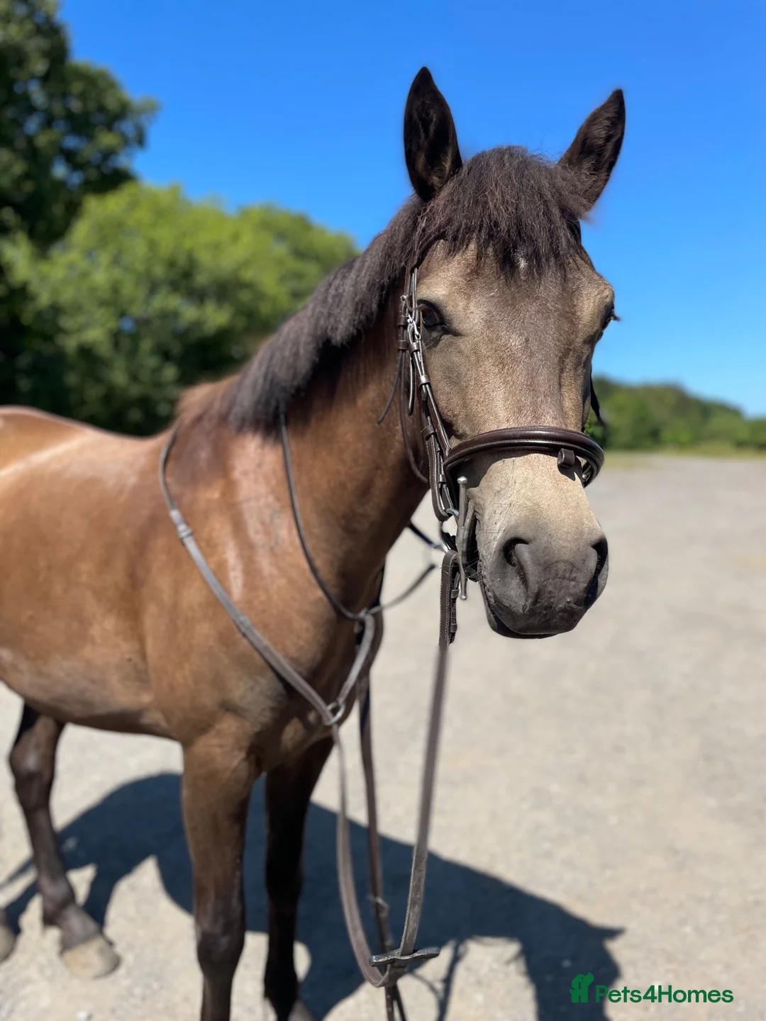Connemara horses for sale: Dancer  - Advert 2