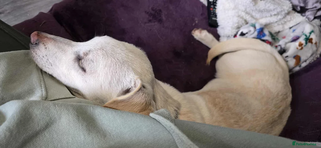 Mixed Breed dogs for adoption: MINNIE - Advert 7