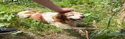Brittany Spaniel dogs for adoption: Nuca  in Tonypandy - Advert 4