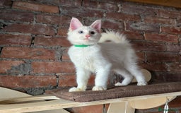 Maine Coon cats for sale: Reduced price- Last 2x Kittes - TICA MaineCoon - Image 11