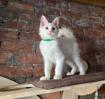 Maine Coon cats - Advert 5