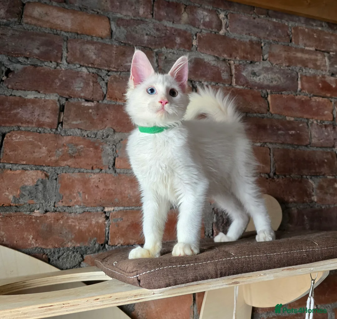 Maine Coon cats for sale: TICA MaineCoon Boy - Neutered  - Advert 10