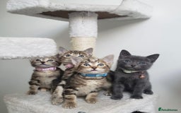 Mixed Breed cats for sale: Lovely Kittens 🤎 Grey 200, Tabby 130 - Image 6